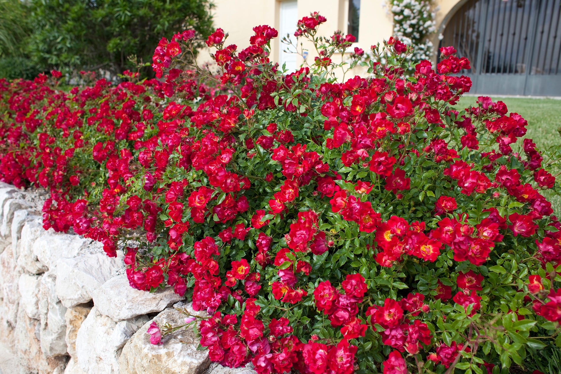 Ribbons of Roses™ Bundles of Bare Root Roses - Red Drift® - Pack of 10