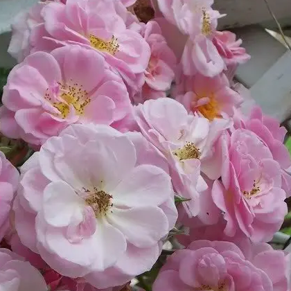 Renae Potted Climbing Rose