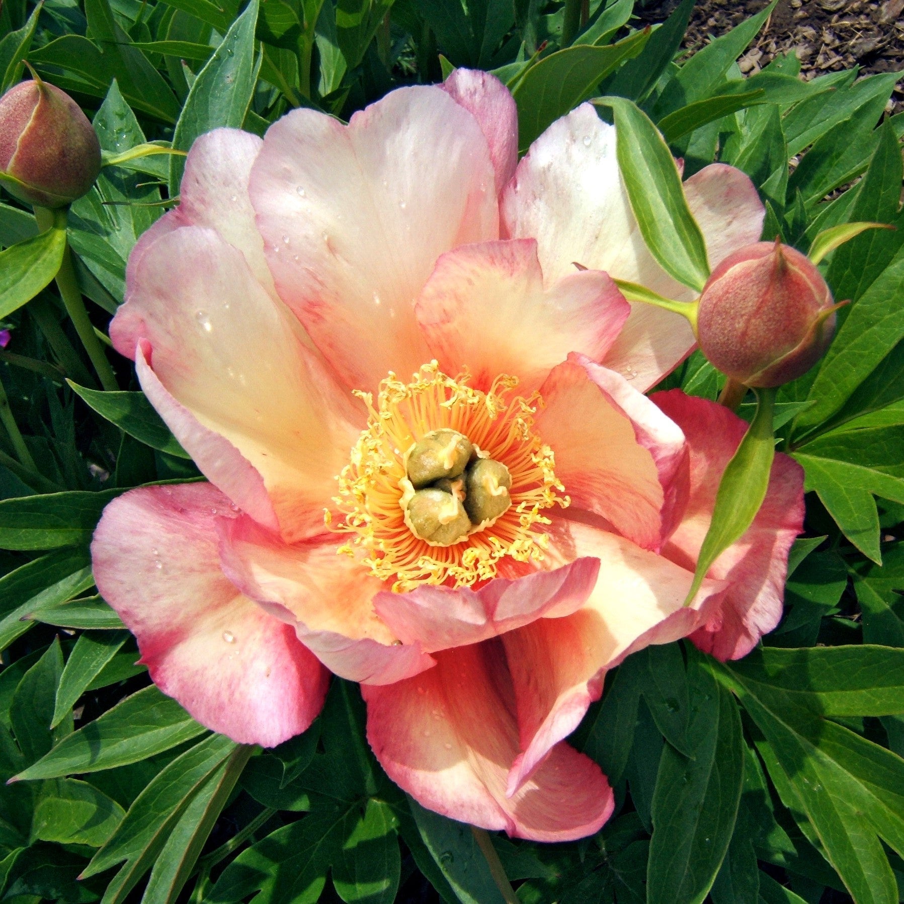 Peony 'Julia Rose' Potted Itoh Peony Plant