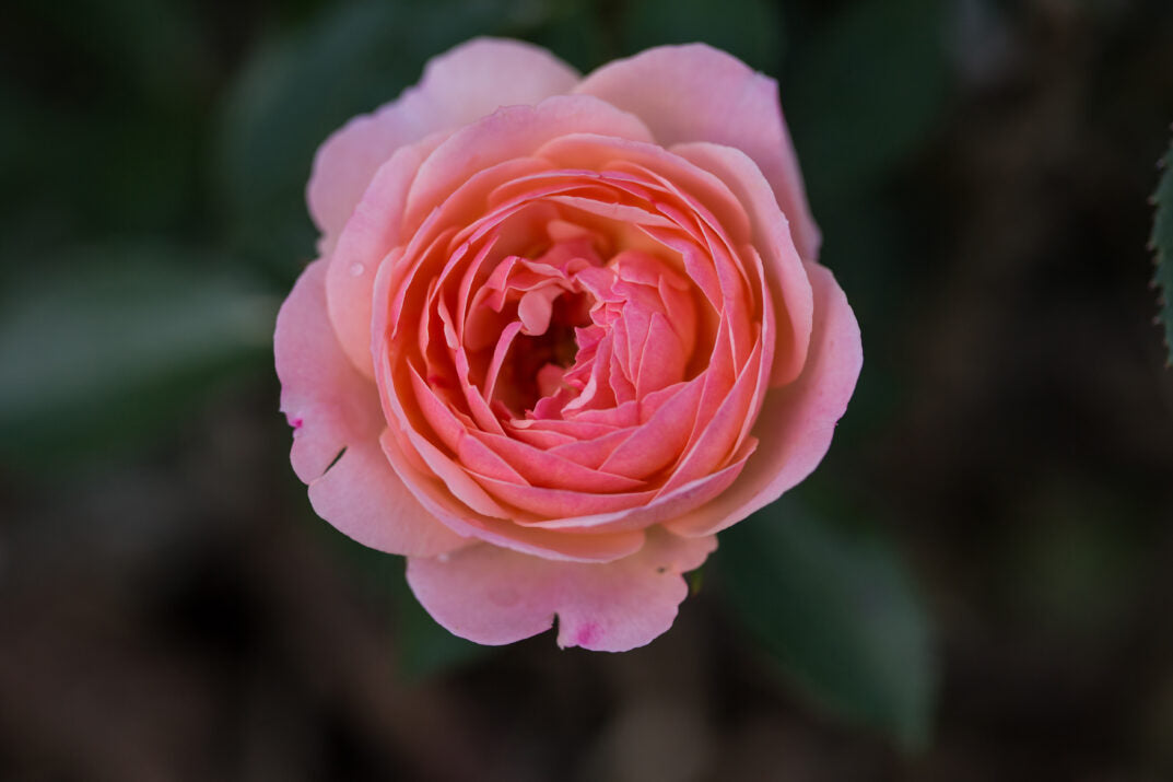 Easy Elegance® Calypso™ Bare Root Rose Bush