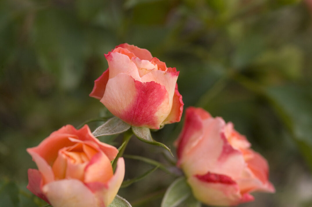 Easy Elegance® Coral Cove Bare Root Rose Bush