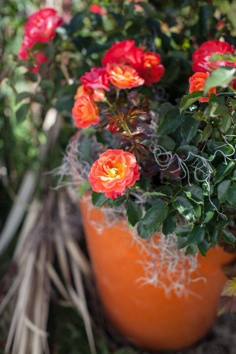 Easy Elegance® Coral Cove Bare Root Rose Bush