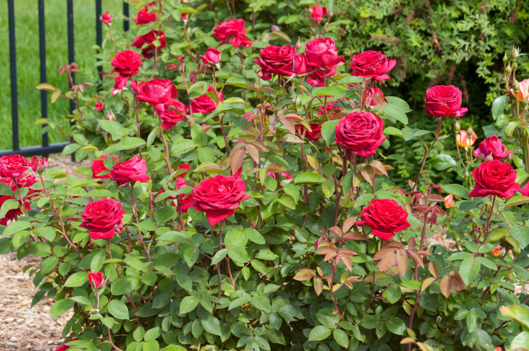 Easy Elegance® Kashmir Bare Root Rose Bush