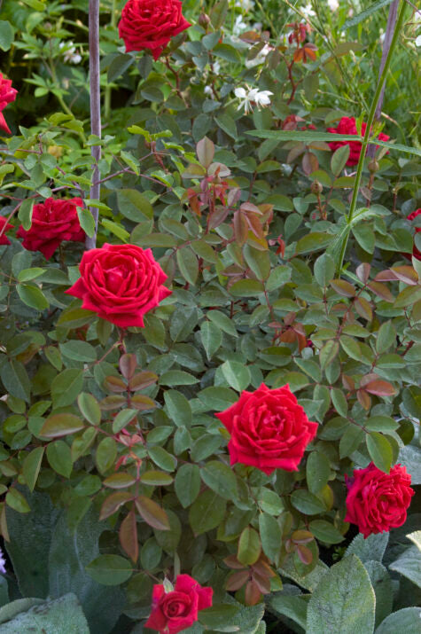 Easy Elegance® Kashmir Bare Root Rose Bush