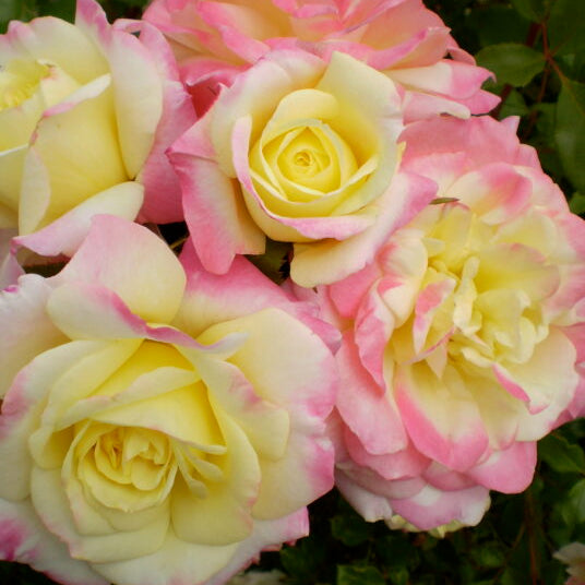 Easy Elegance® Music Box Bare Root Rose Bush