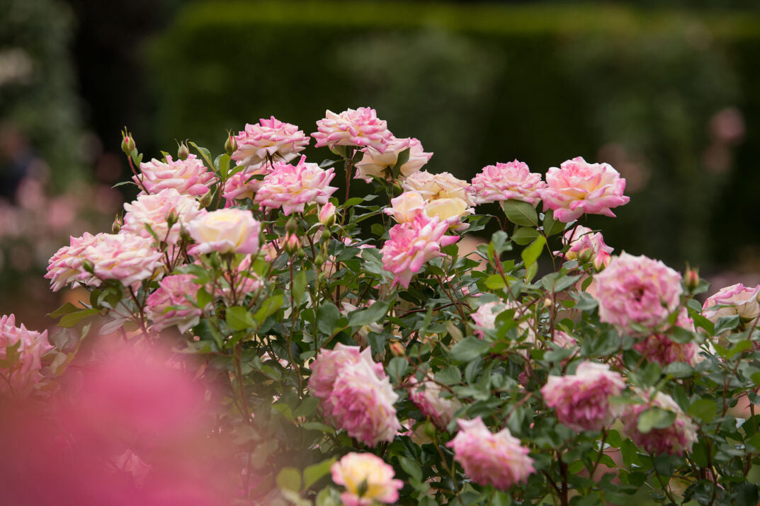Easy Elegance® Music Box Bare Root Rose Bush