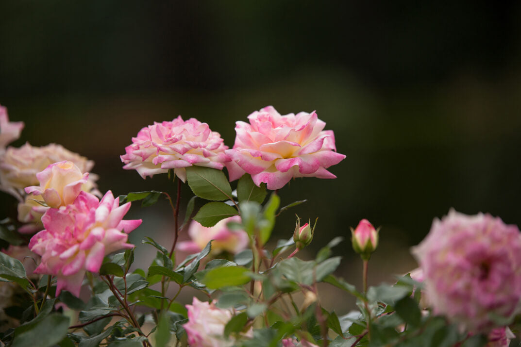 Easy Elegance® Music Box Bare Root Rose Bush