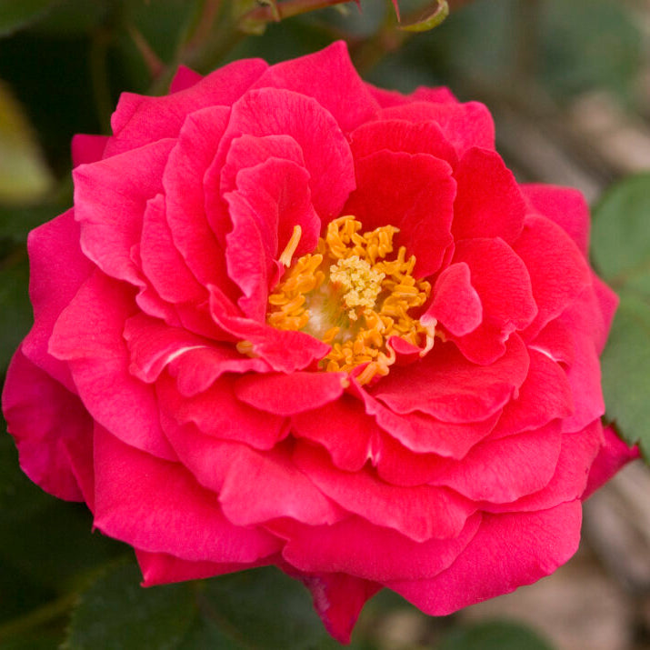 Easy Elegance® My Girl Bare Root Rose Bush