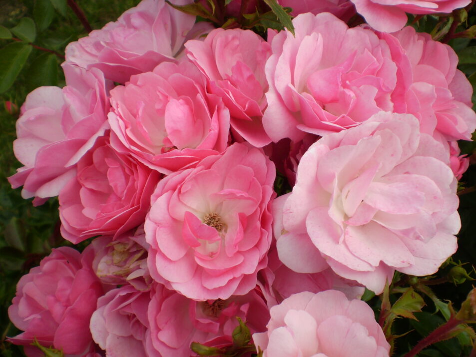 Easy Elegance® Pinktopia Bare Root Rose Bush