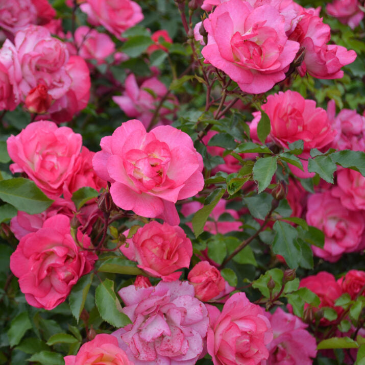 Easy Elegance® Sunrise Sunset Bare Root Rose Bush