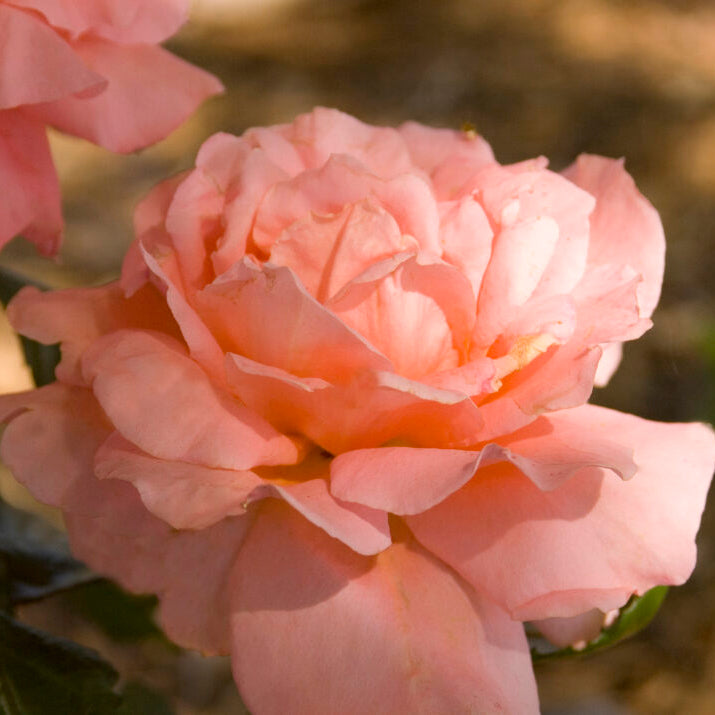 Easy Elegance® Sweet Fragrance Bare Root Rose Bush