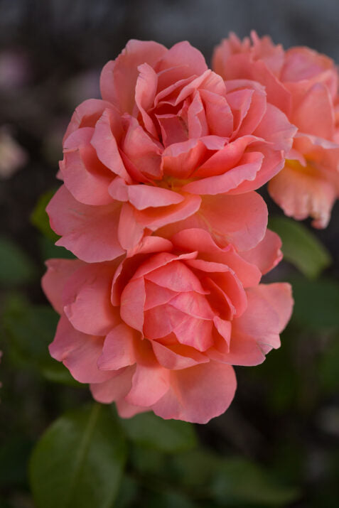 Easy Elegance® Sweet Fragrance Bare Root Rose Bush
