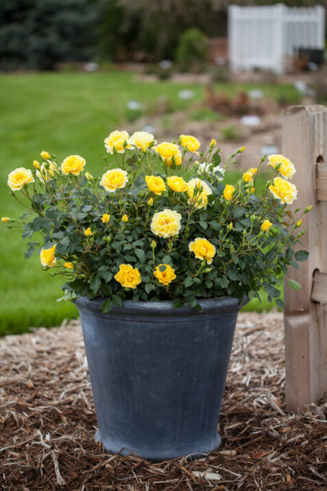 Easy Elegance® Yellow Submarine Bare Root Rose Bush