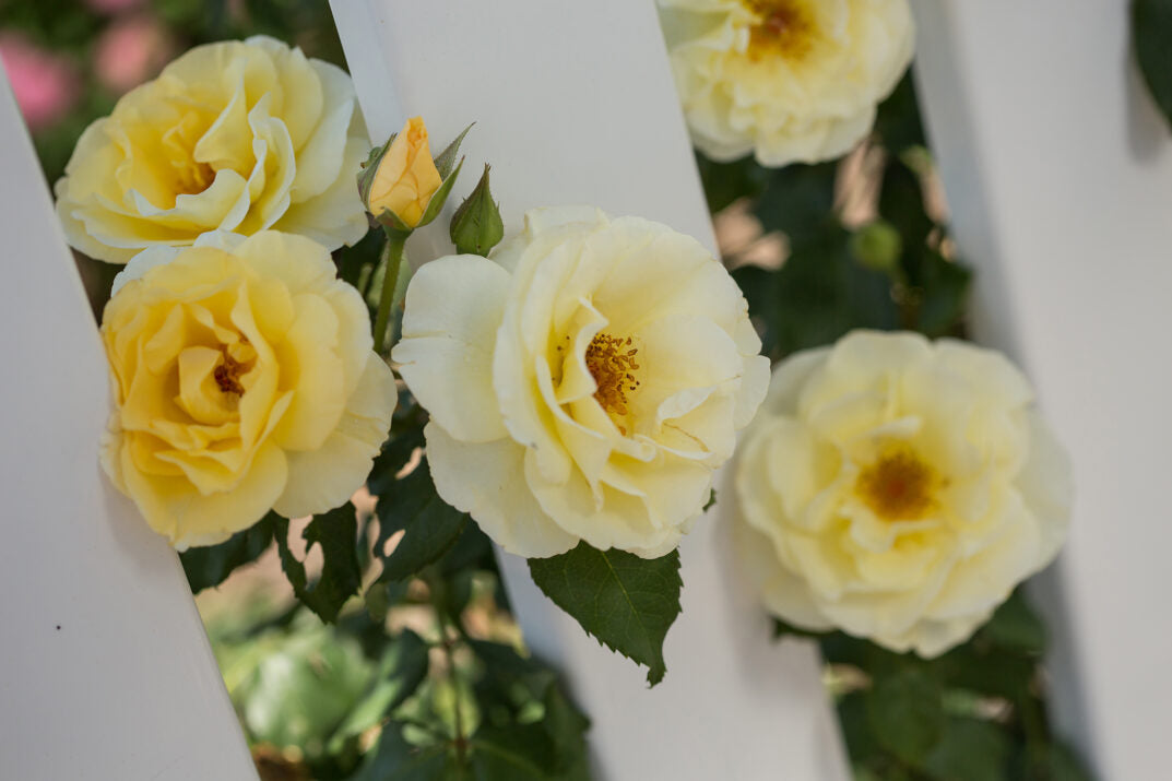 Easy Elegance® Yellow Submarine Bare Root Rose Bush