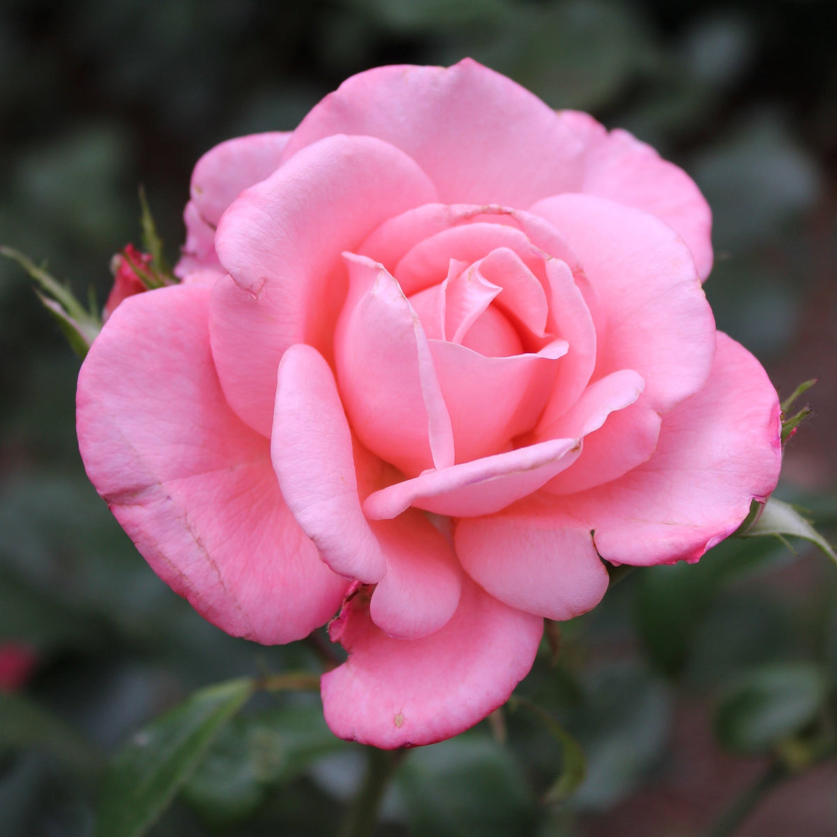 New Zealand Bare Root Rose Bush