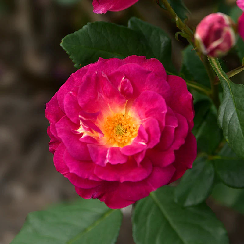 Outta the Blue Bare Root Rose Bush