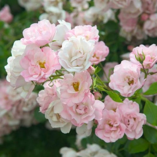 Flower Carpet® Apple Blossom Potted Rose Bush