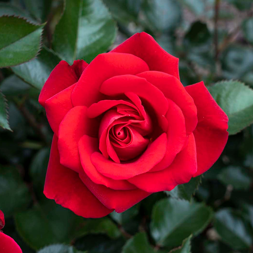 Ruby Ruby™ Potted Rose Bush