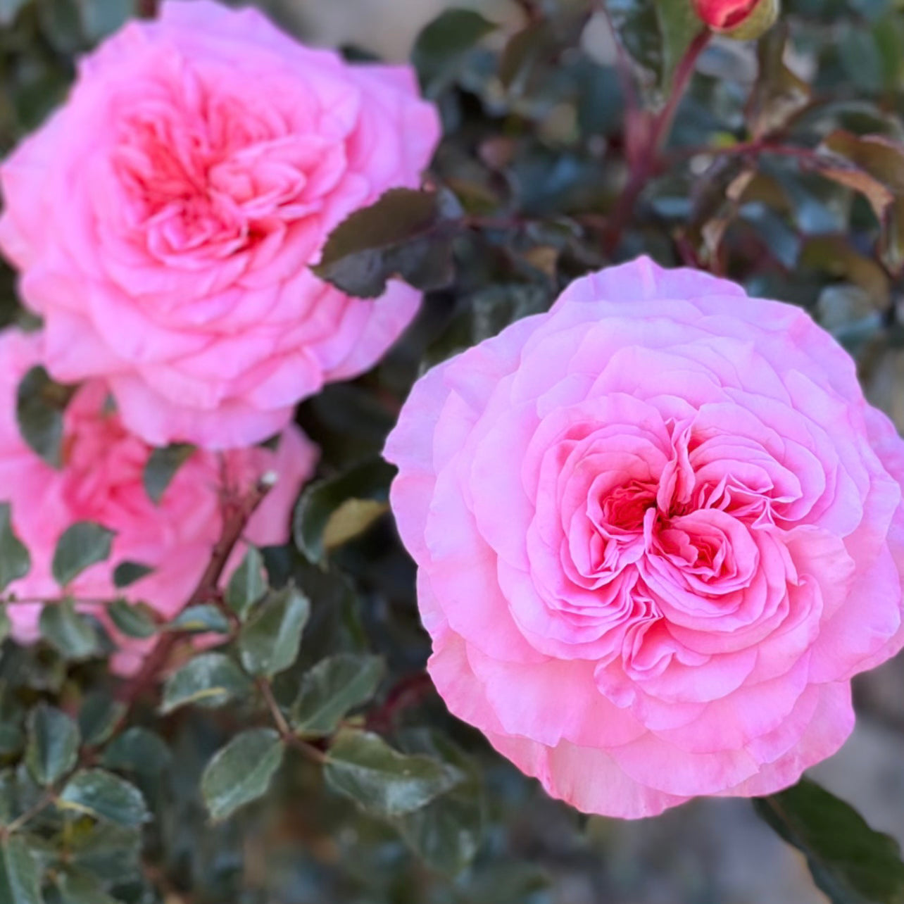 Sunbelt® Savannah™ Potted Rose Bush