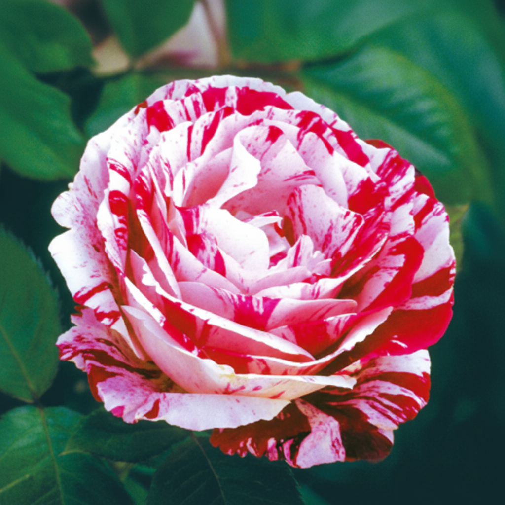 Scentimental Bare Root Rose Bush