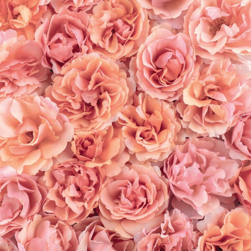 Sunbelt® Soul Sister™ Bare Root Rose Bush