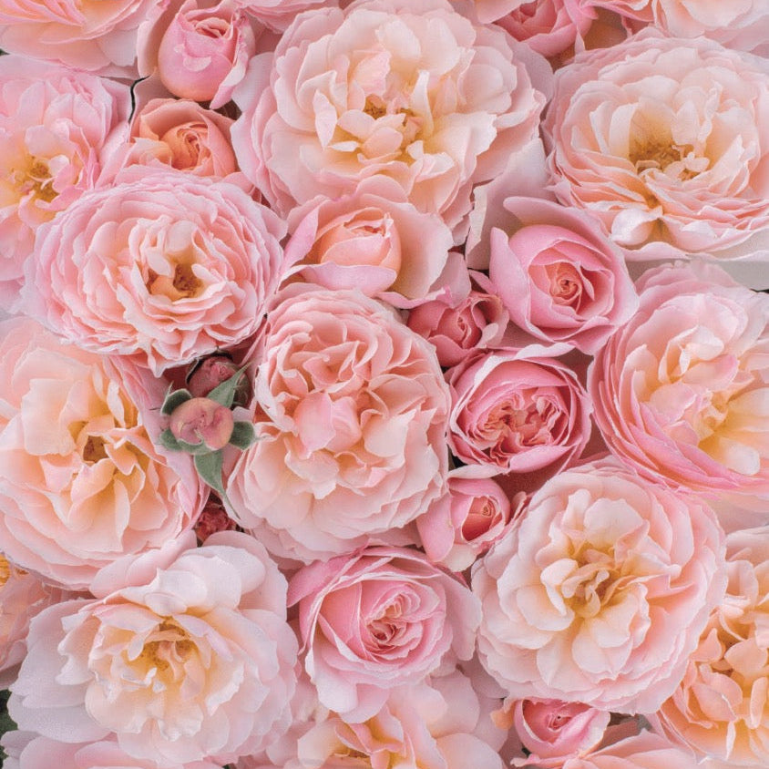 Moonlight in Paris™ Bare Root Rose Bush