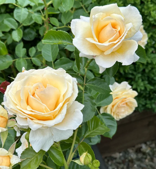 Soft & Sweet™ Bare Root Rose Bush