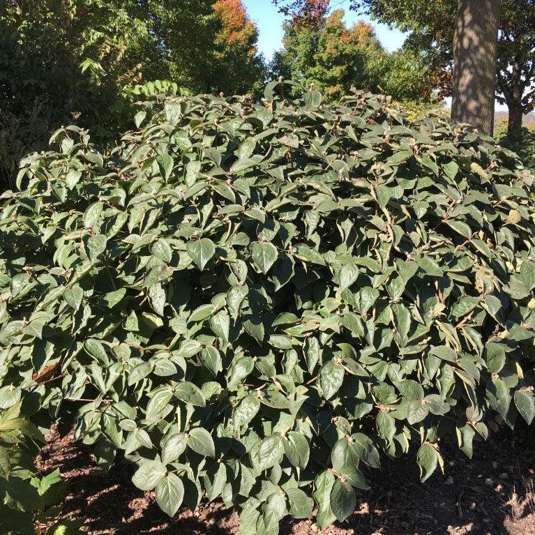 Viburnum carlesii Spice Island™ Potted Korean Spice Viburnum Bush