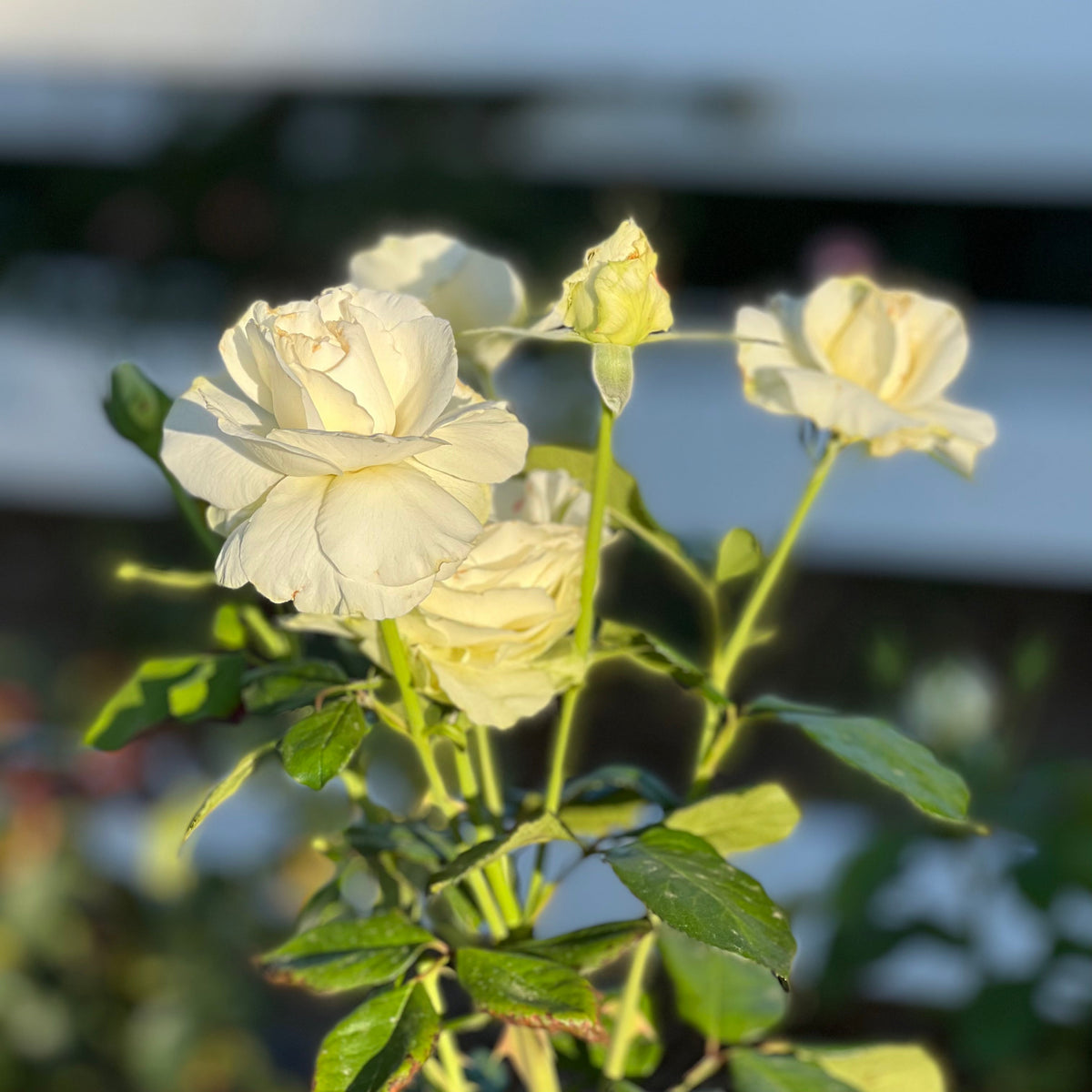 Shirley's Bouquet™ Bare Root Rose Bush
