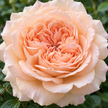 Peach Roses