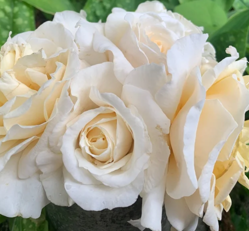 Soft & Sweet™ Bare Root Rose Bush