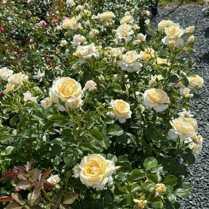 Soft & Sweet⢠Bare Root Rose Bush