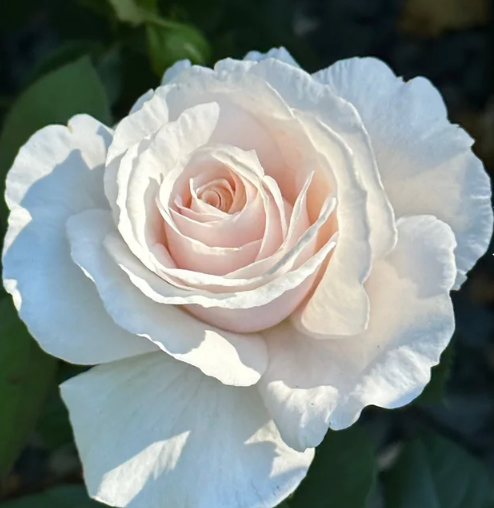 Soft & Sweet™ Bare Root Rose Bush