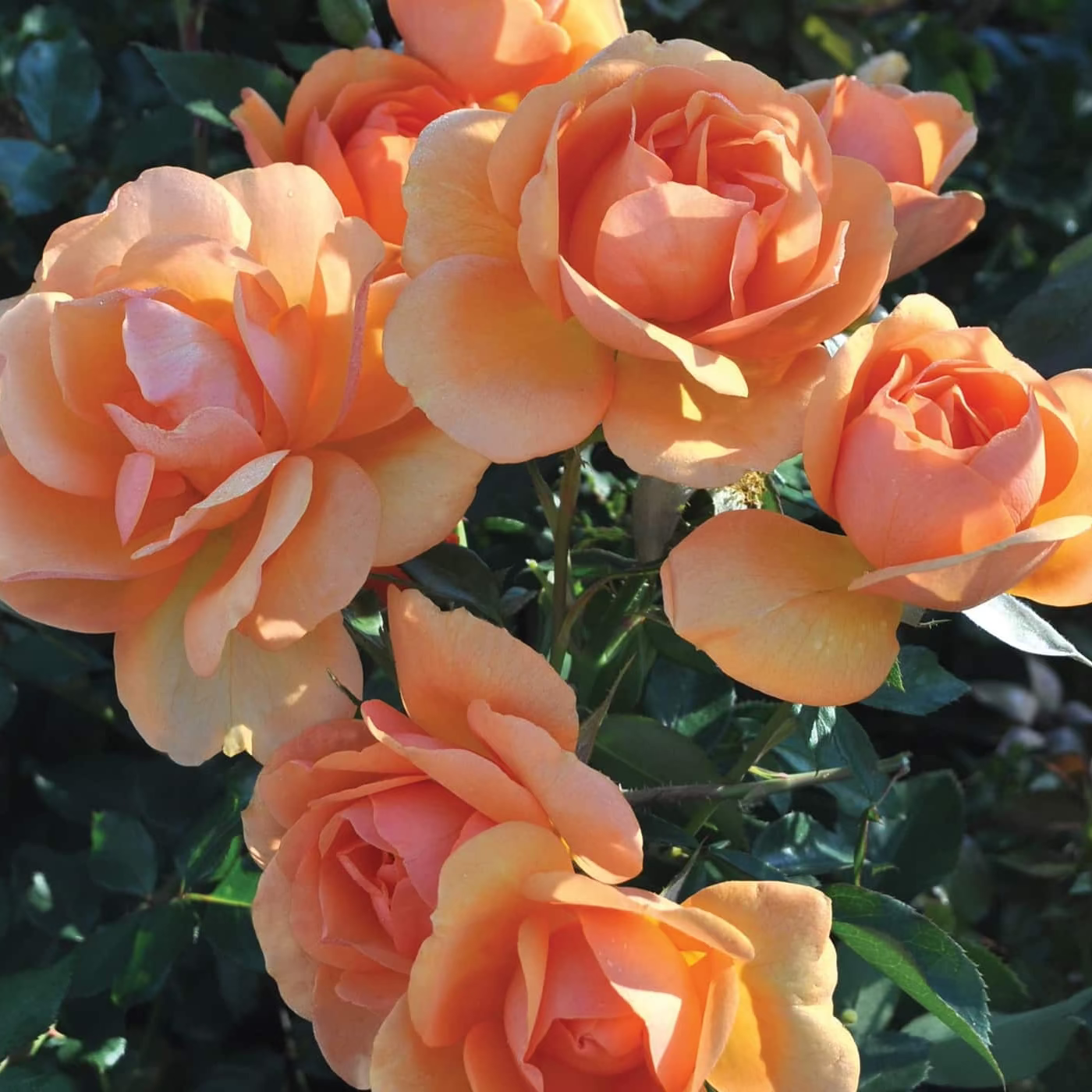 Sunbelt® South Africa® Potted Rose Bush