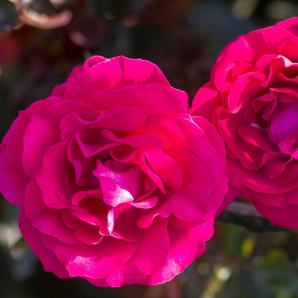 Stiletto™ 36" Tree Rose Bush