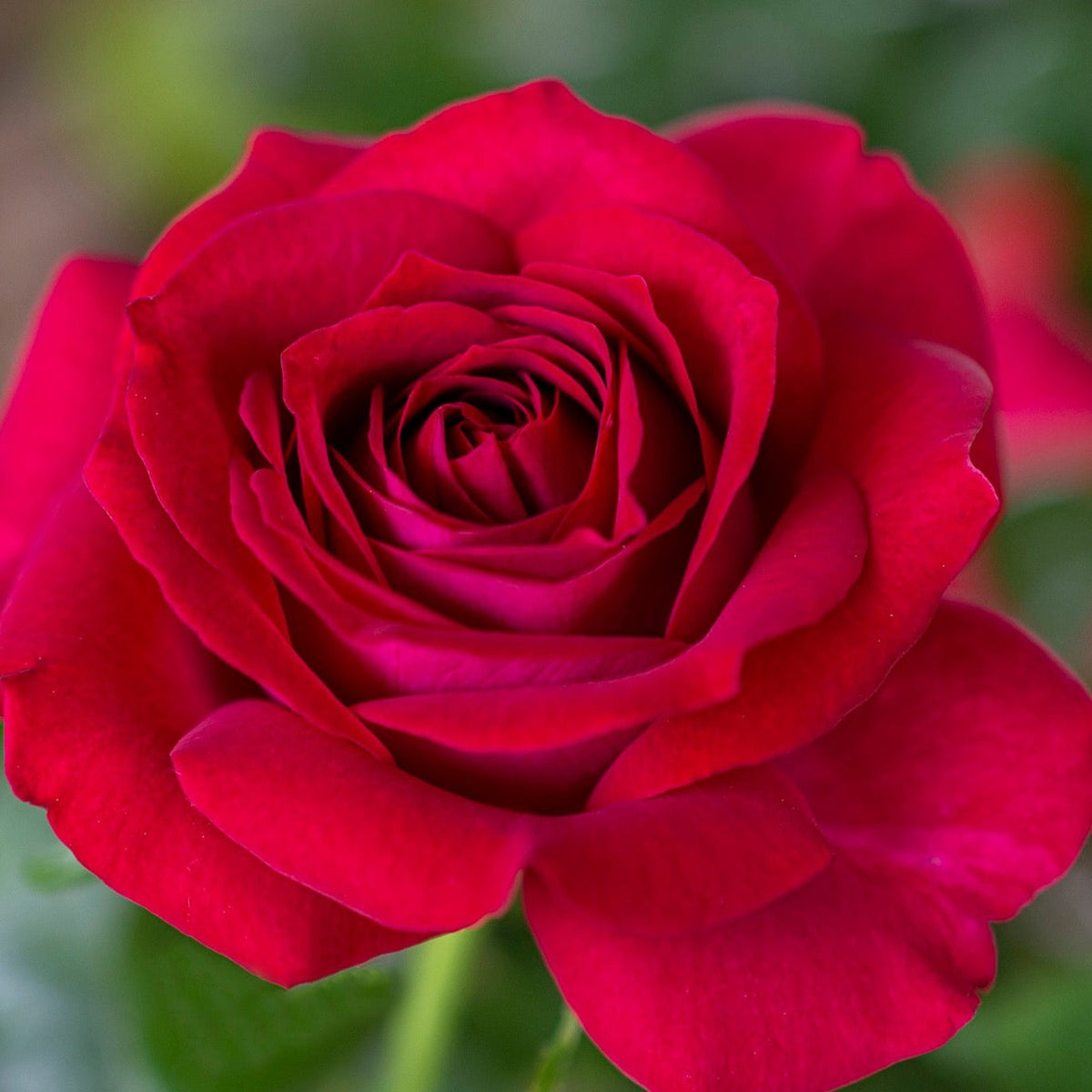 Stiletto™ 36" Tree Rose Bush