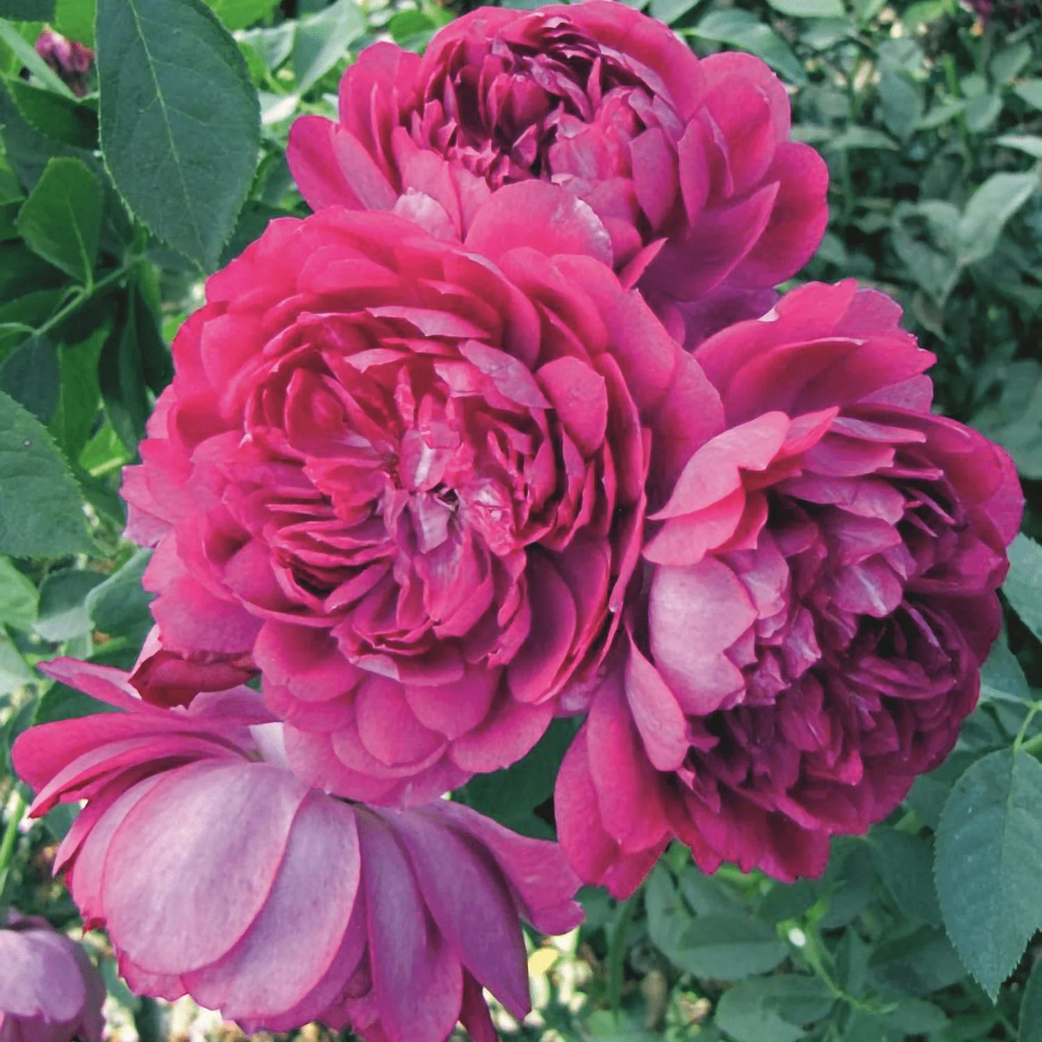 Sultry Night™ Potted Rose Bush