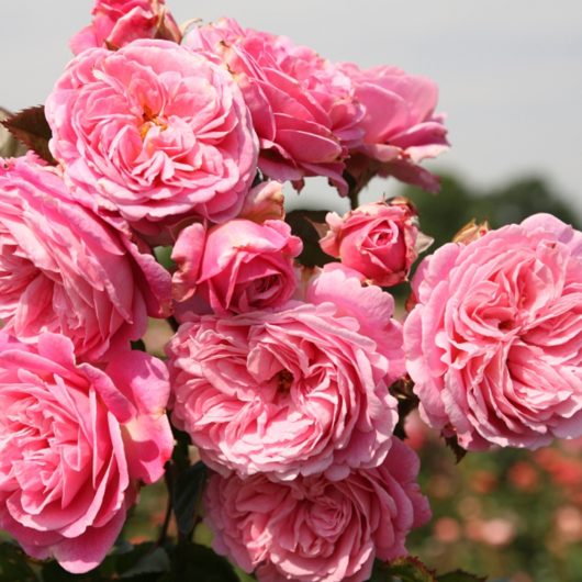 Parfuma® Summer Romance™ Bare Root Rose Bush