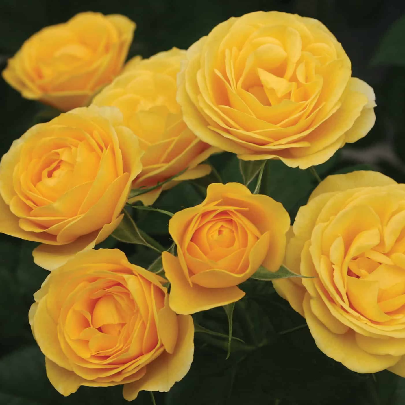 Veranda® Sunbeam Potted Rose Bush