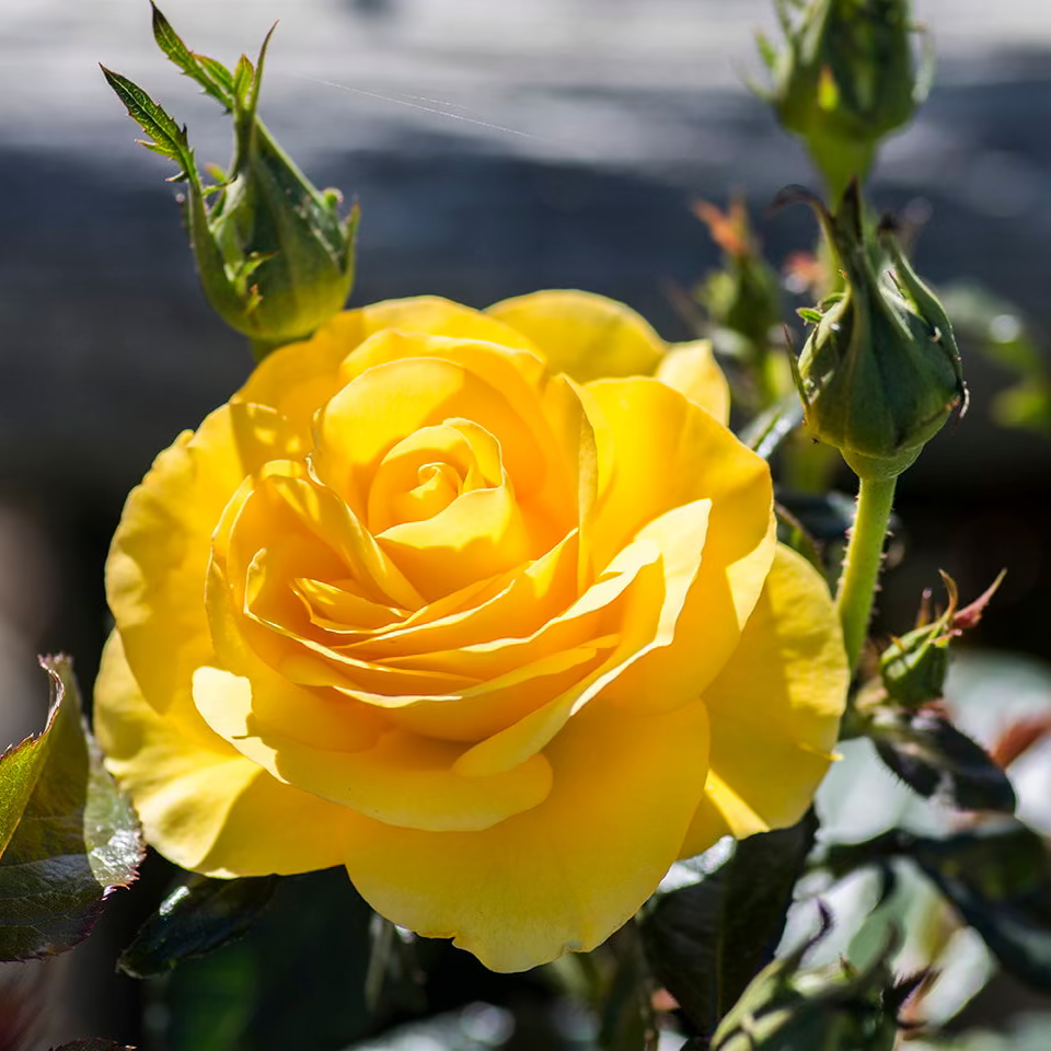 Veranda® Sunbeam™ Bare Root Rose Bush