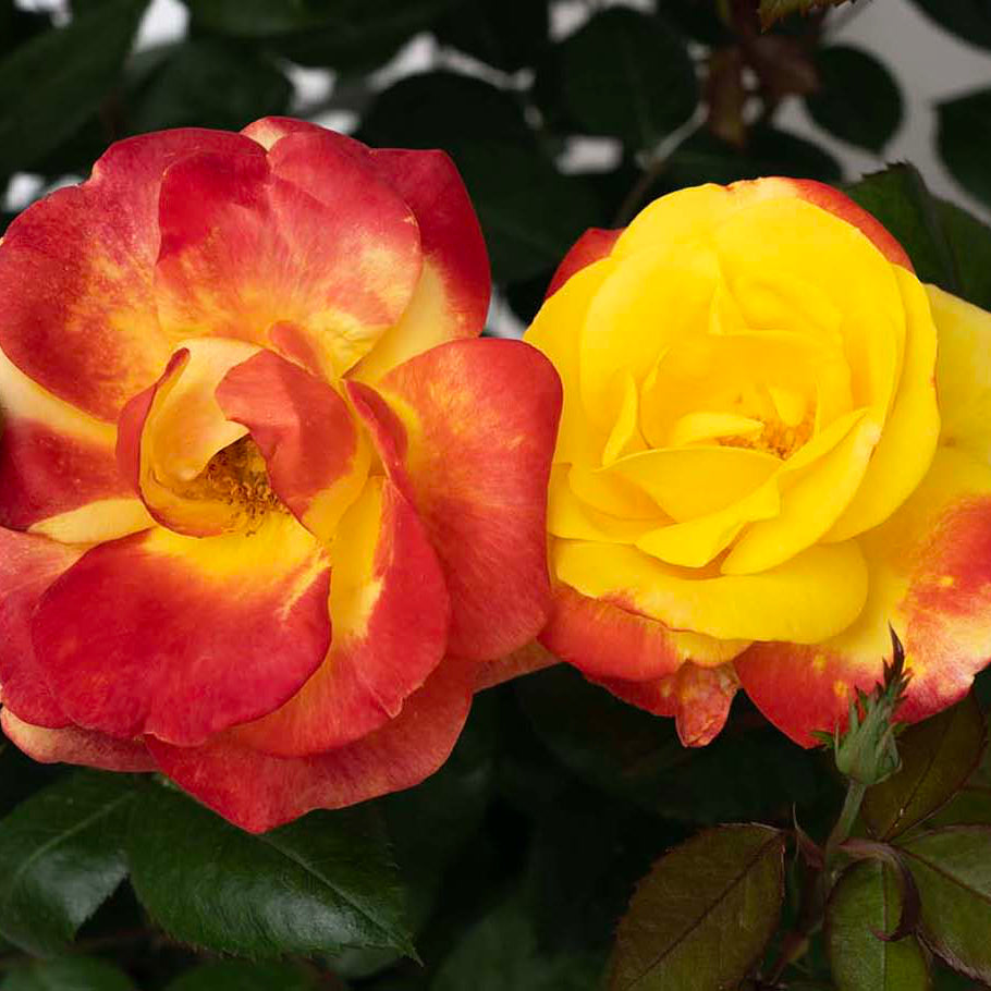 Sunbelt® Garden Flame™ Bare Root Rose Bush