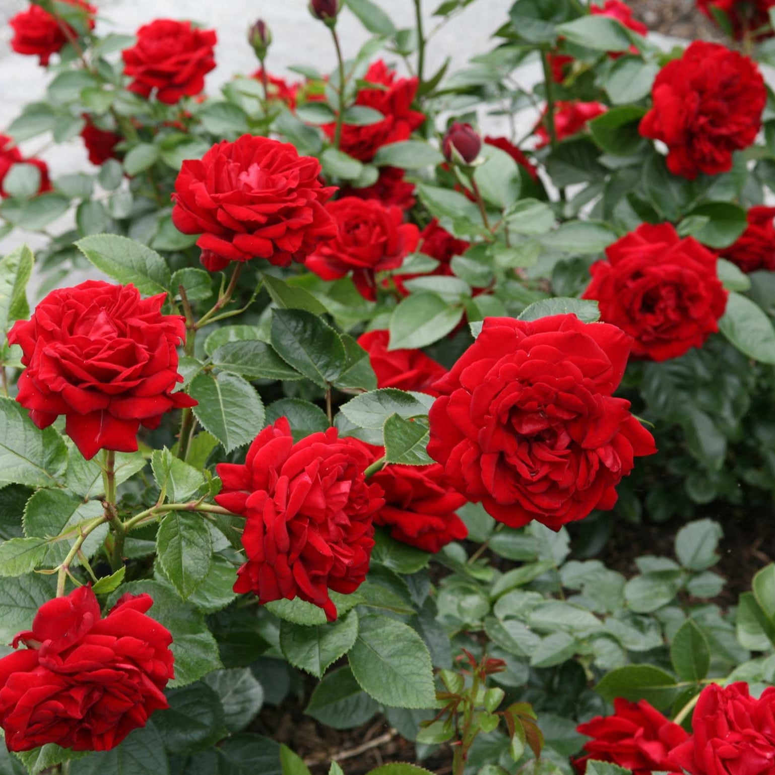 Sunbelt® Desmond Tutu™ Rose Bush