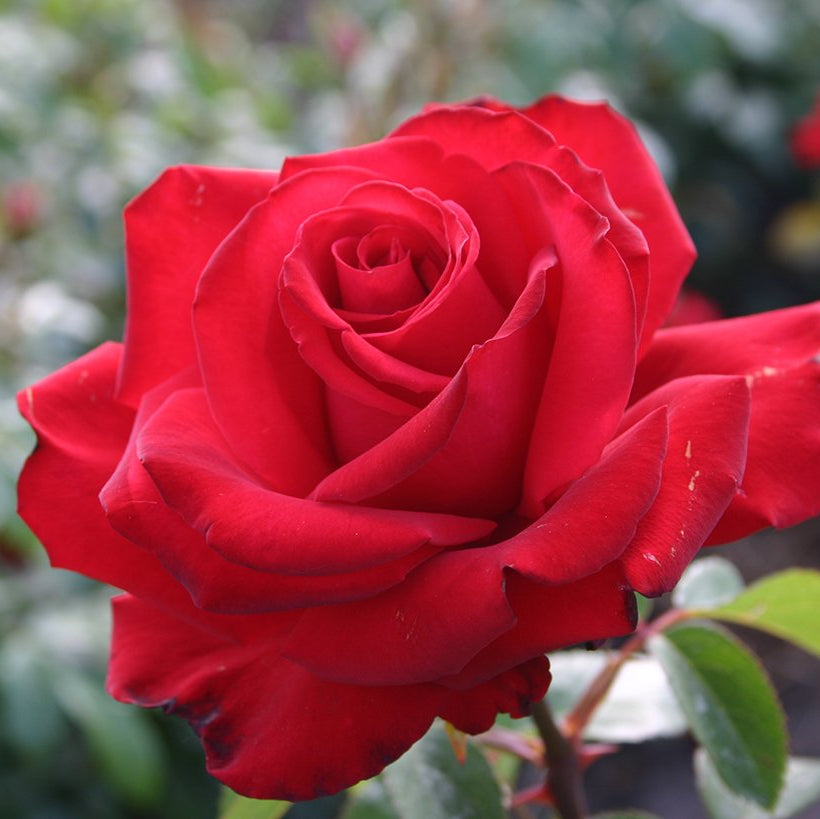 Sunbelt® Desmond Tutu™ Bare Root Rose Bush
