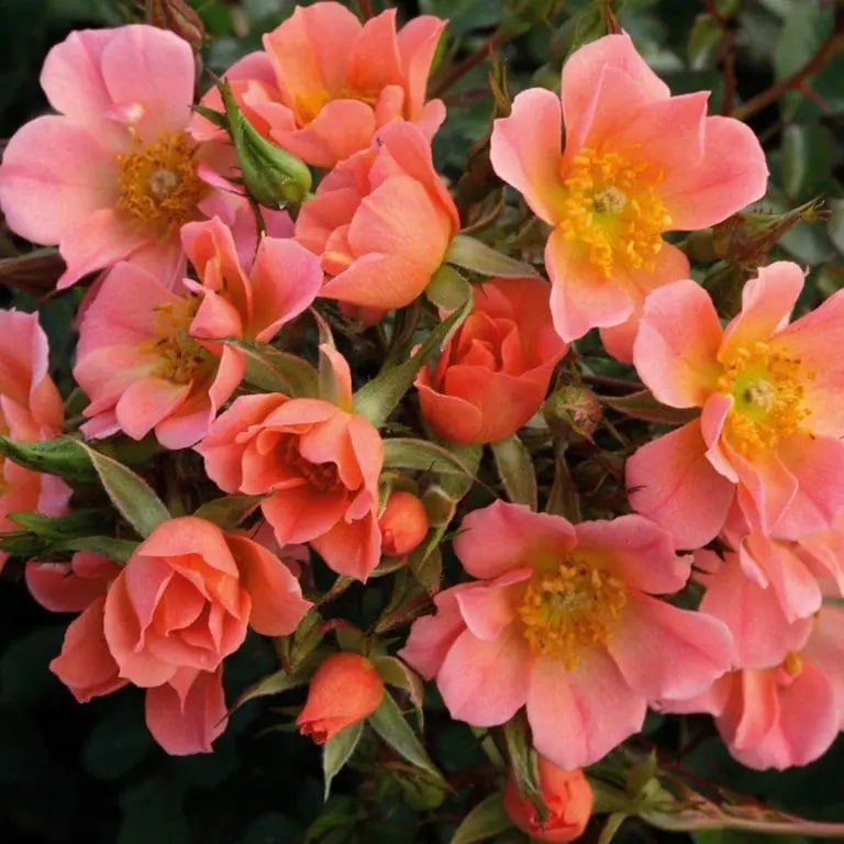 Sunshine Happy Trails™ Bare Root Tree Rose