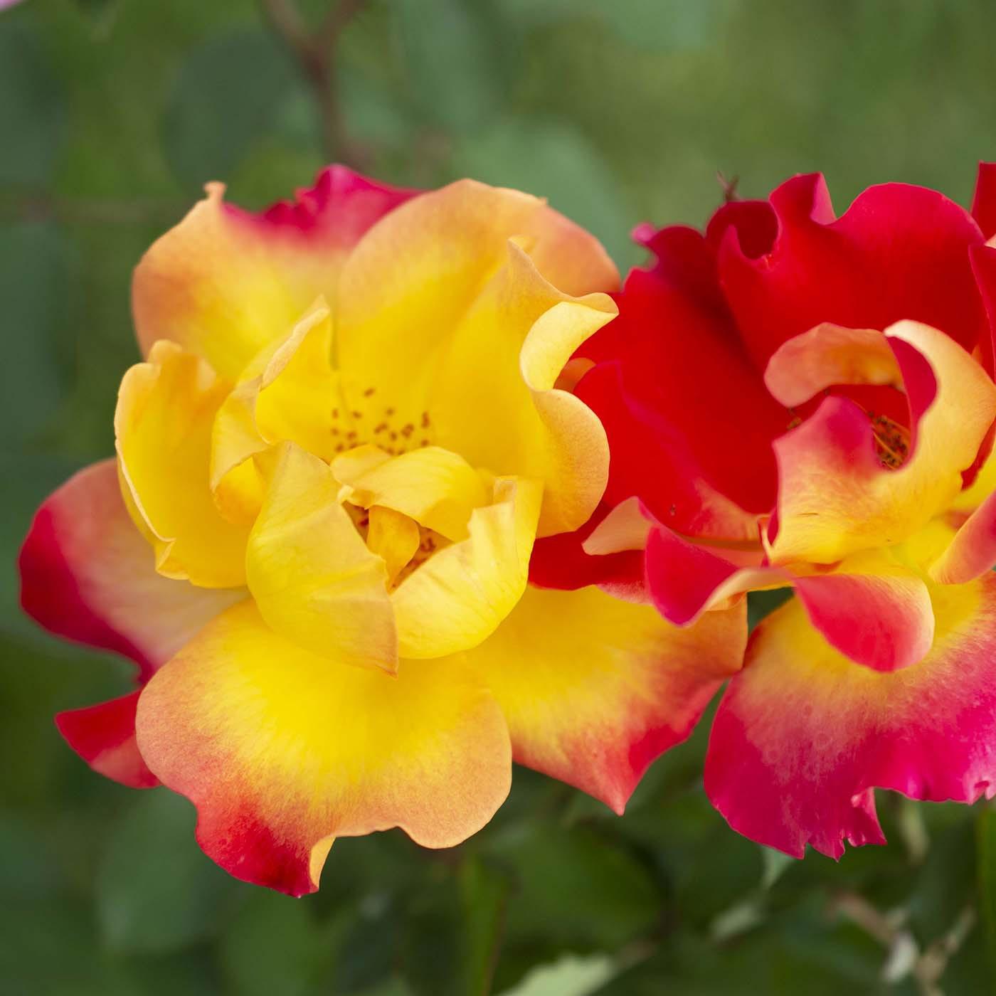 Sunset Horizon™ Potted Rose Bush