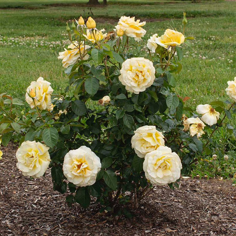 Sunshine Daydream™ Potted Rose Bush