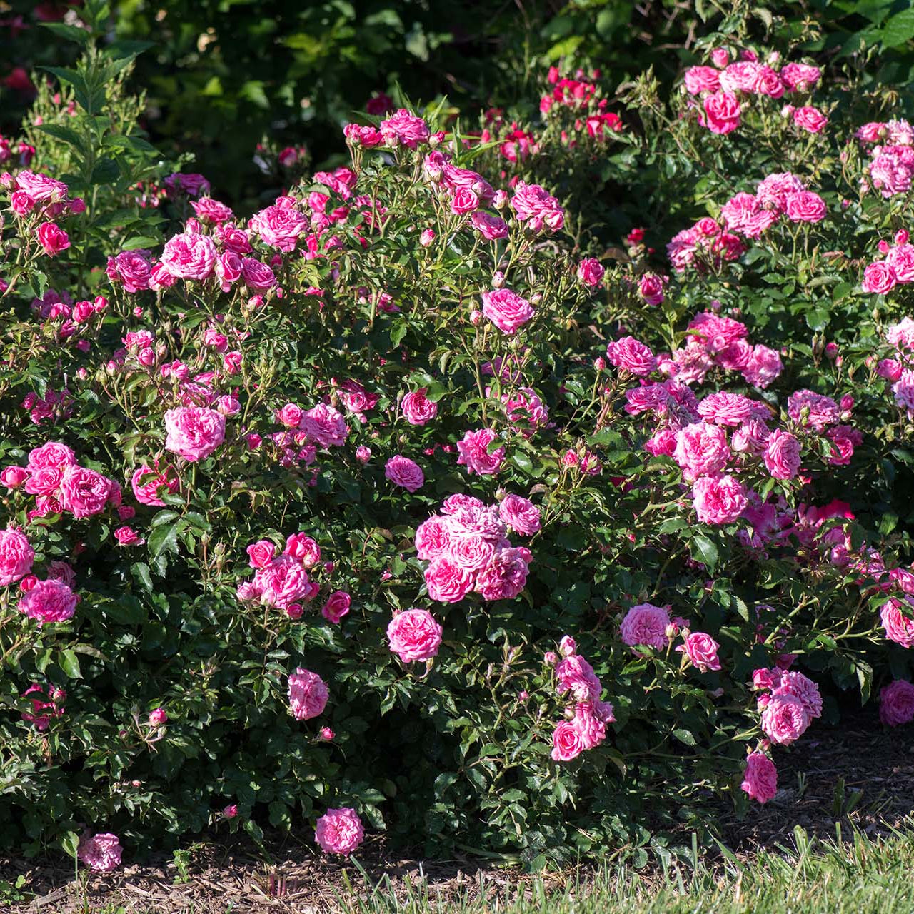 Ribbons of Roses™ Bundles of Bare Root Roses - Sweet Drift® - Pack of 10