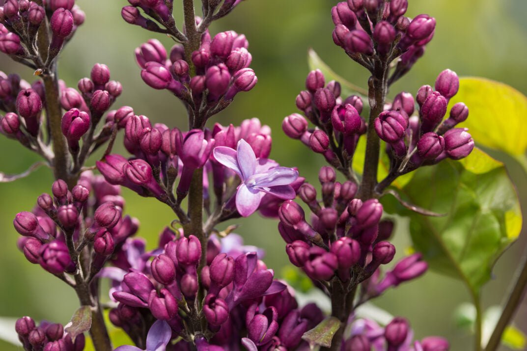 First Editions® Virtual Violet® Bare Root Lilac Bush