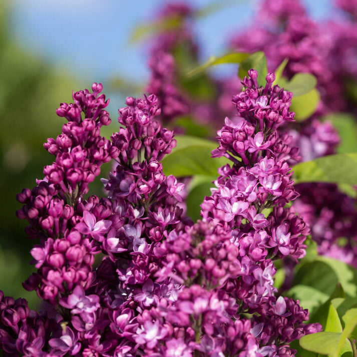 First Editions® Virtual Violet® Bare Root Lilac Bush