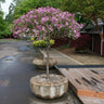 Lilacs